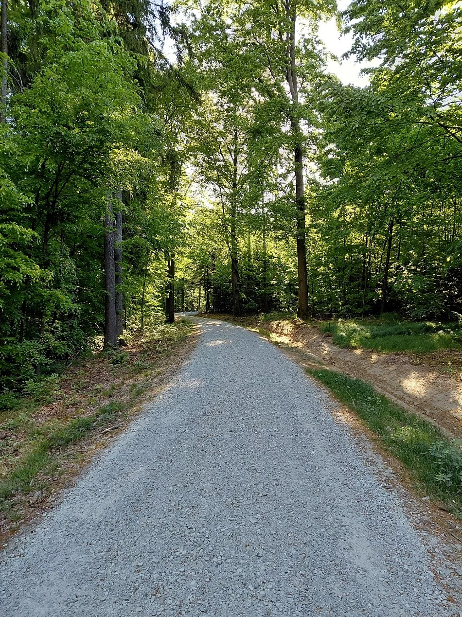 Bild: Ein frisch gepflegter Weg für die Waldbewirtschaftung und für die Waldbesucher (Foto: BaySF)